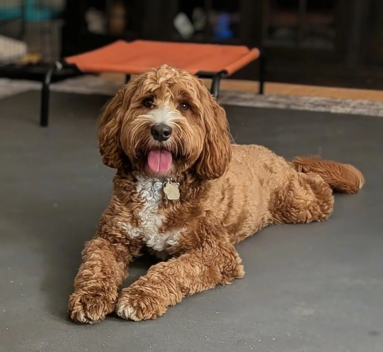 Top-Rated Trusted Labradoodle Breeder | Ethical & Loving Practice